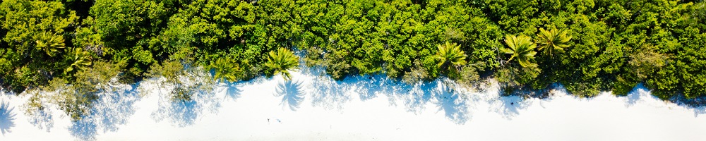 Daintree rainforest meeting the beach